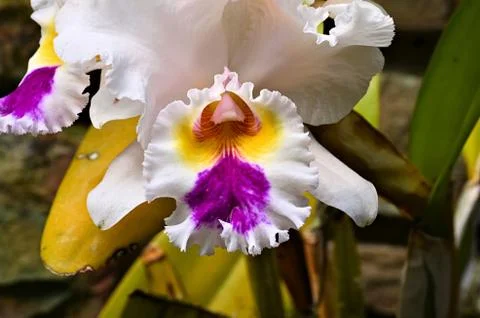 Orchid 写真素材