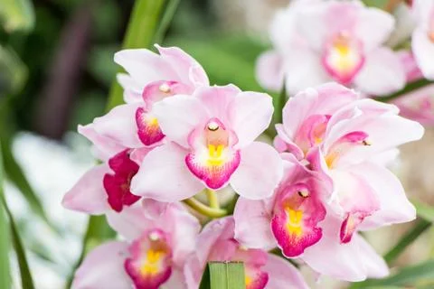 Orchid Stock-Fotos