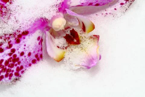 Orchid Stock Photos