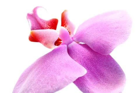 Orchid Stock Photos