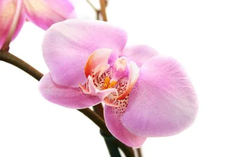 Orchid Stock Photos