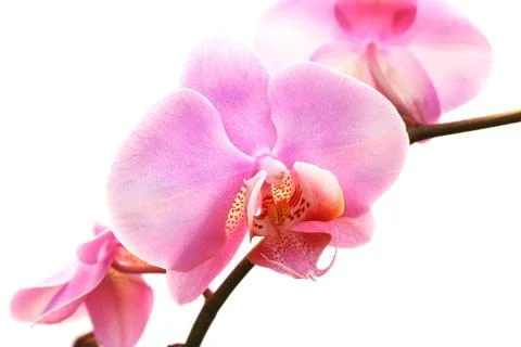 Orchid Stock Photos