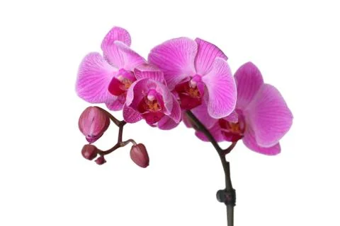 Orchid Stock Photos