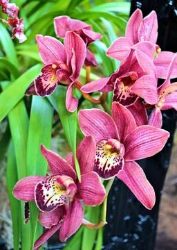 Orchid Fotos de archivo