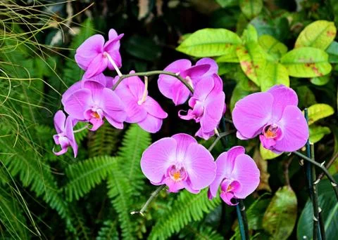 Orchid 写真素材