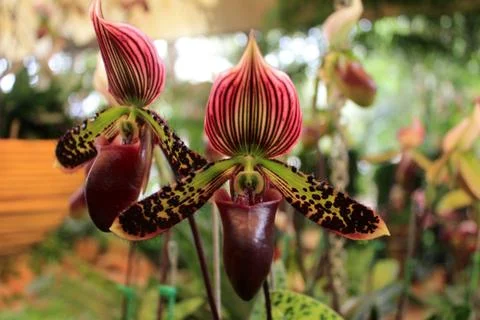 Orchid Stock Photos