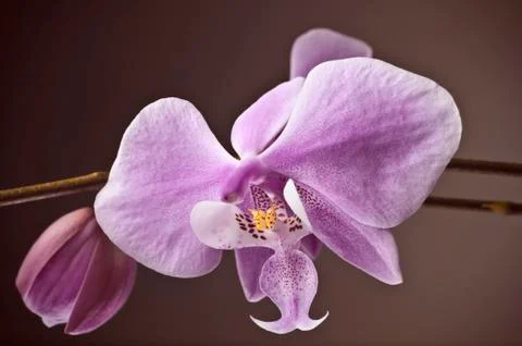 Orchid Foto stock