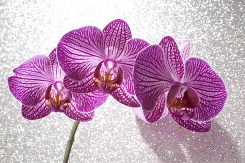 Orchid Stock Photos