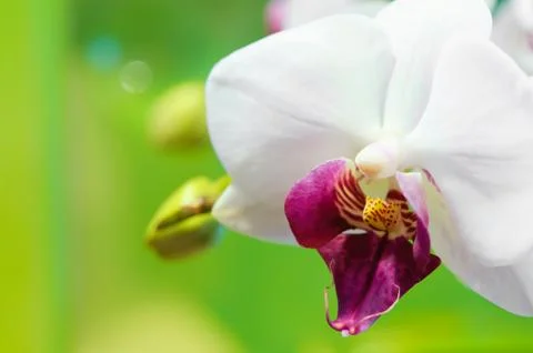 Orchid Stock Photos