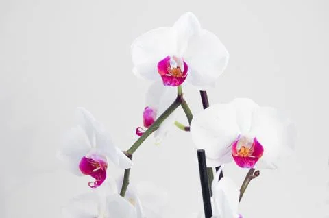 Orchid Stock Photos