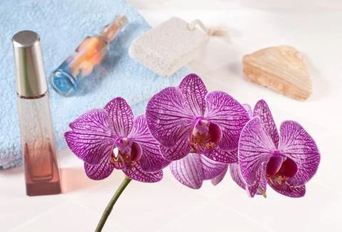 Orchid Stock Photos