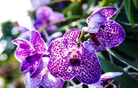 Orchid Stock Photos