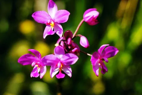 Orchid Stock Photos
