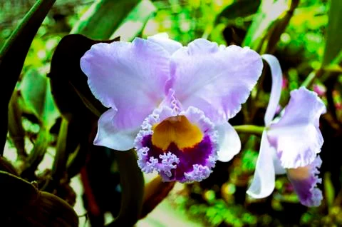 Orchid. Foto stock