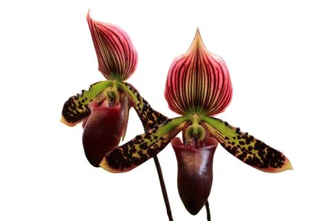 Orchid Stock Photos
