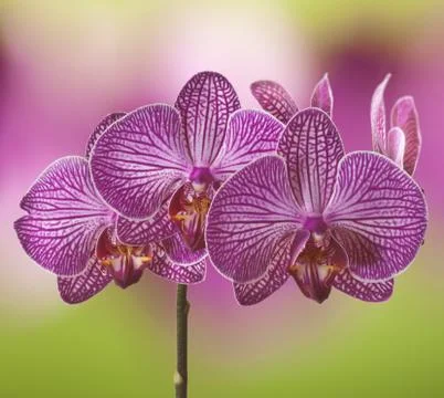 Orchid Stock Photos