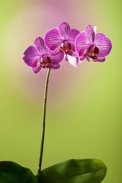Orchid Stock Photos