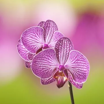 Orchid Stock Photos