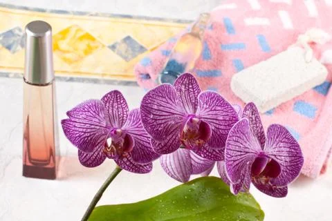 Orchid Stock Photos