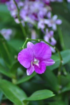 Orchid Stock Photos