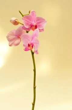 Orchid 스톡 사진