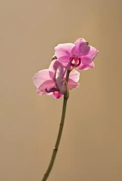 Orchid 스톡 사진