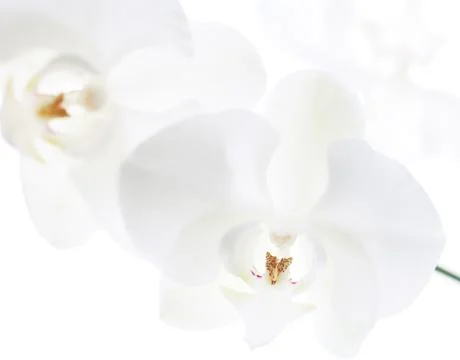 Orchid Stock Photos