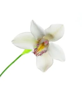 Orchid Stock Photos