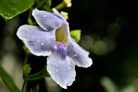 Orchid Stock-Fotos