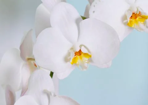 Orchid Foto stock