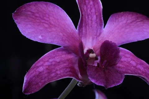 Orchid Stock Photos