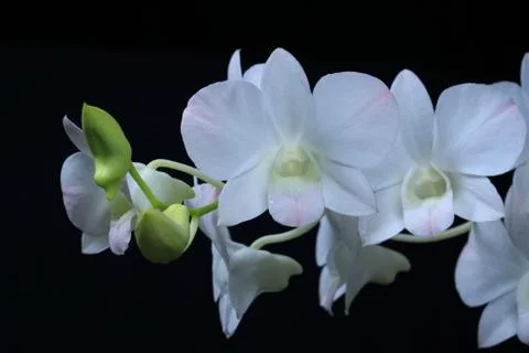 Orchid Stock Photos