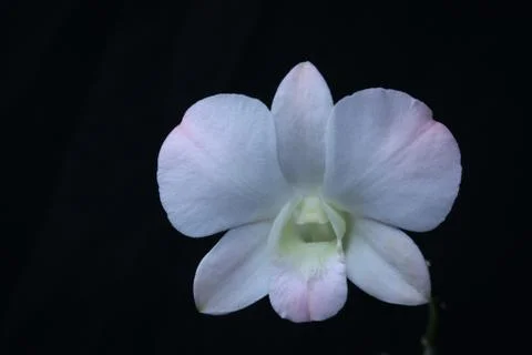 Orchid Foto stock