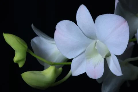 Orchid Foto stock