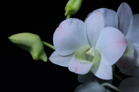 Orchid Stock Photos