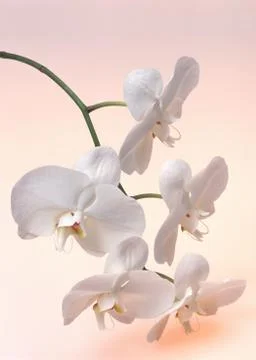 Orchid Stock Photos