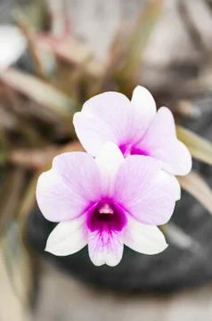 Orchid Stock Photos