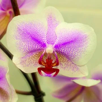 Orchid Foto stock