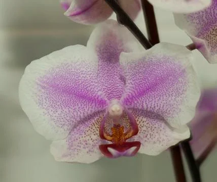 Orchid Foto stock