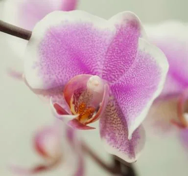 Orchid Stock Photos