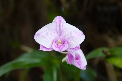 Orchid Stock Photos