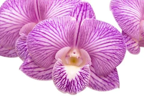 Orchid Stock Photos