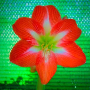 Orchid Stock Photos