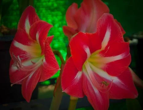 Orchid Stock Photos