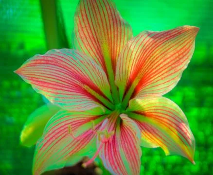 Orchid Stock Photos