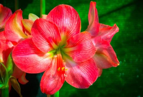 Orchid Stock Photos