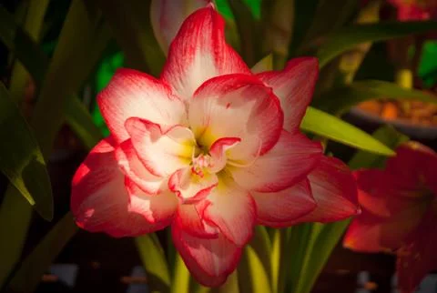 Orchid Stock Photos