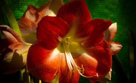 Orchid Stock Photos