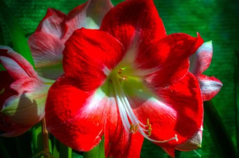 Orchid Stock Photos