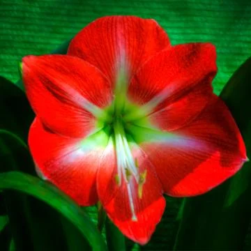 Orchid Stock Photos
